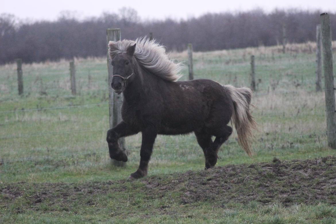 Islænder Jessi (Isle) billede 14