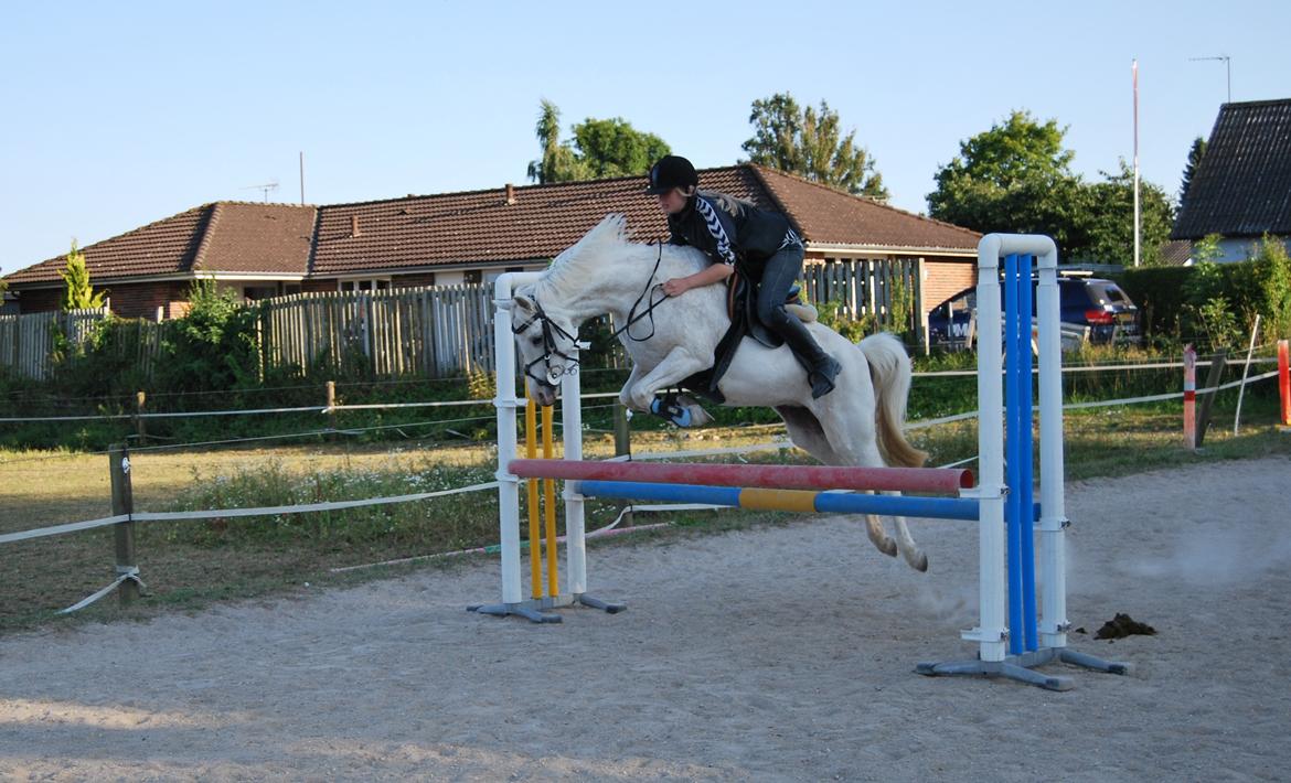 Welsh Pony (sec B) Skovbjergs Blai! (Blæverdyret) - En springtræning sommeren 2012
kom ikke og sig Blai ikke har talent inde for spring :)  billede 23