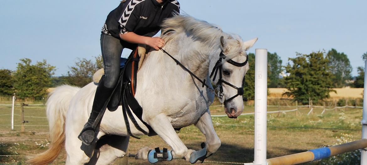 Welsh Pony (sec B) Skovbjergs Blai! (Blæverdyret) - En springtræning sommeren 2012 billede 24