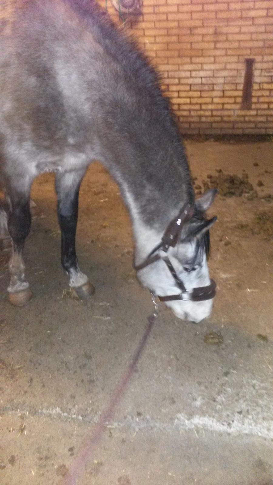 Anden særlig race Pegasus billede 6