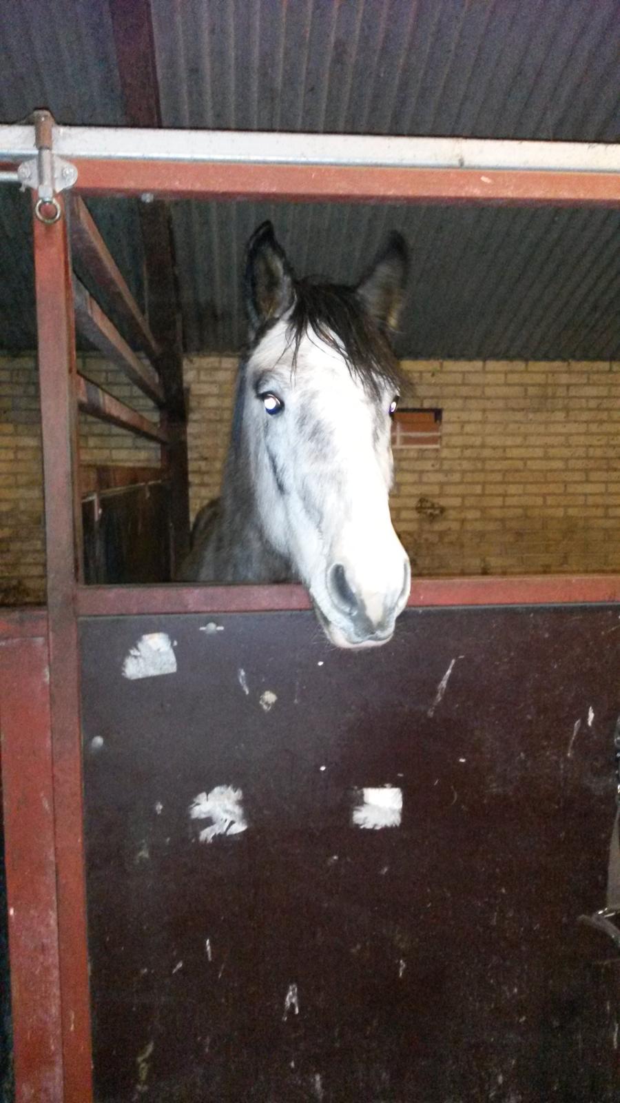 Anden særlig race Pegasus billede 7