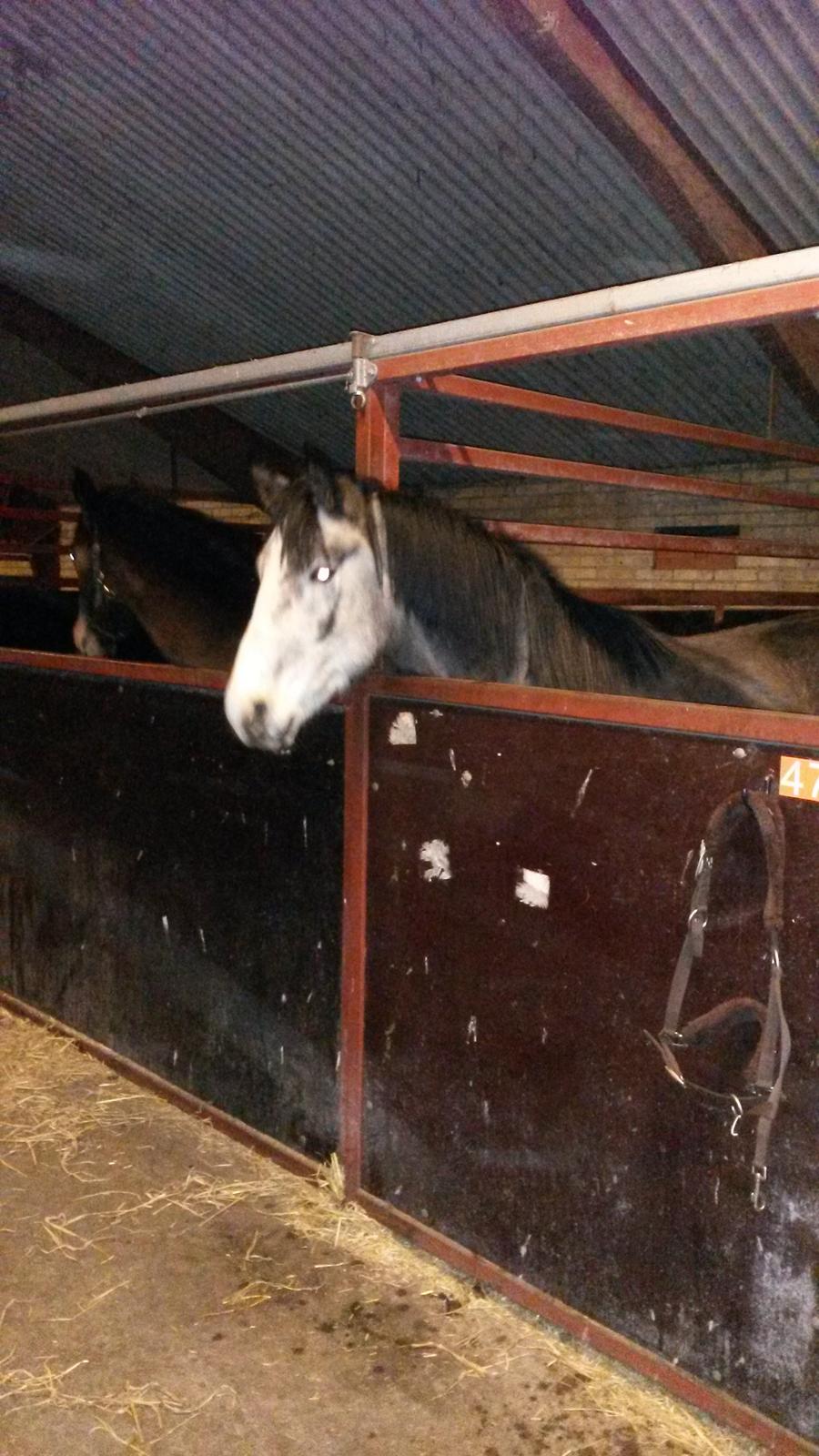 Anden særlig race Pegasus billede 8