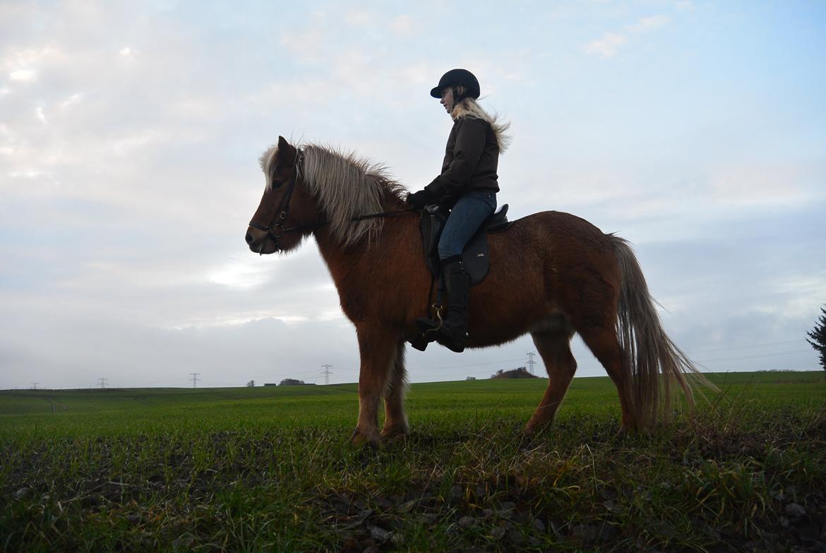 Islænder Dís fra Kópavogi - Dís, den smukke pony <3 billede 4