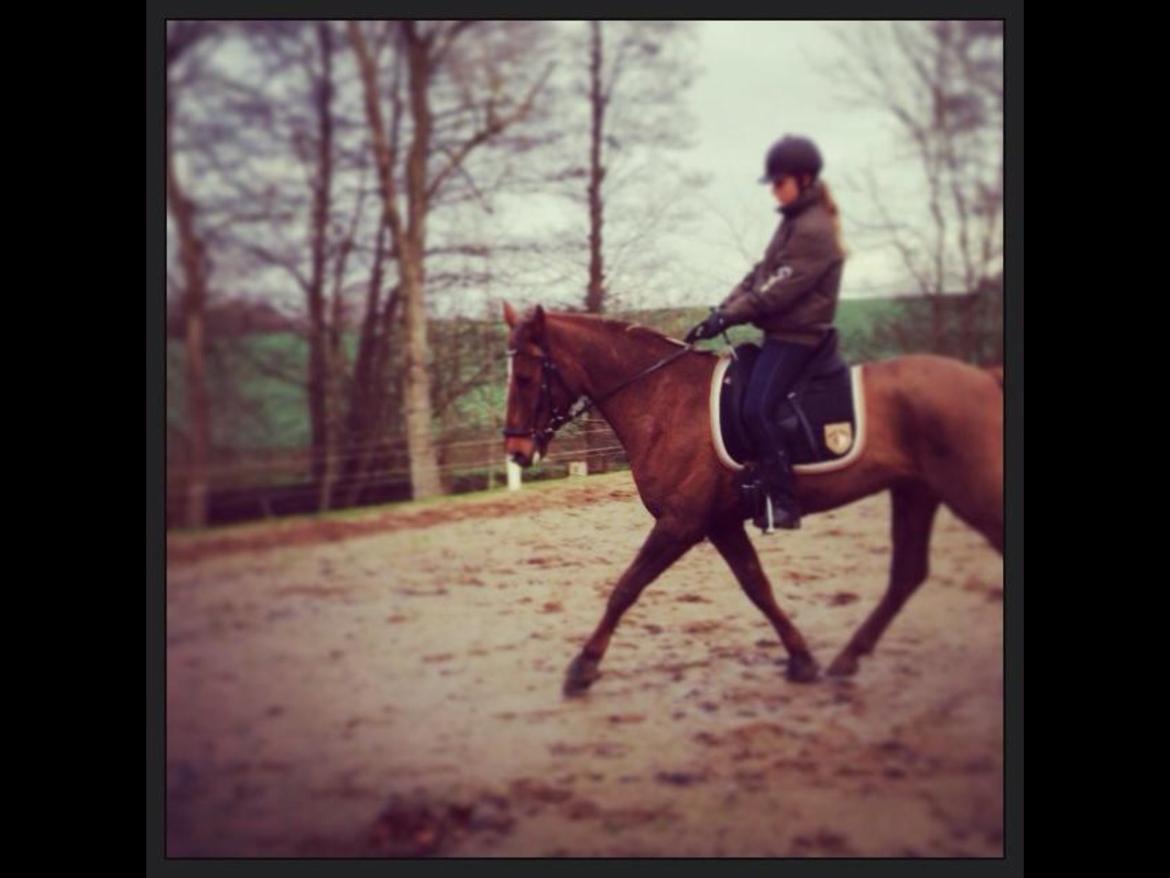 Anden særlig race Ricardo billede 40