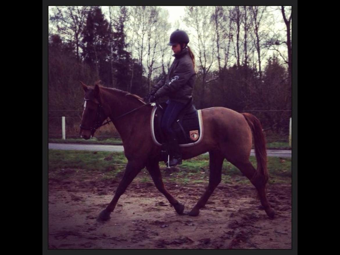 Anden særlig race Ricardo billede 41