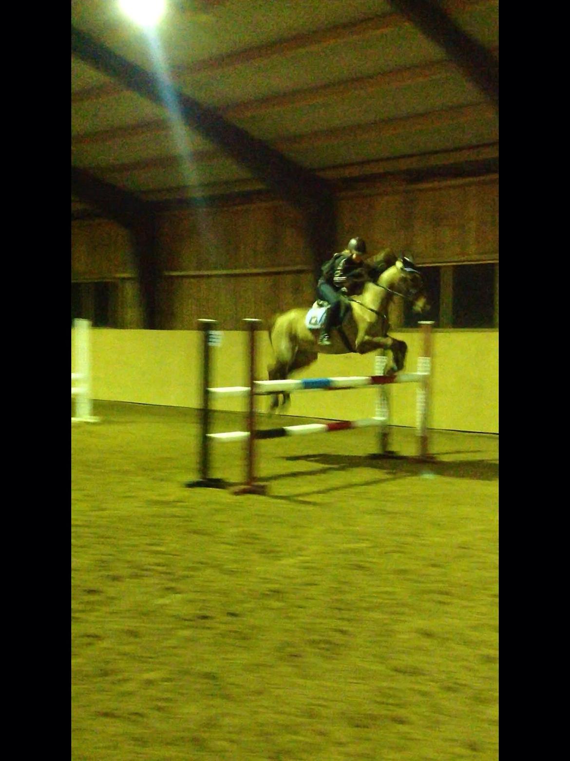 Anden særlig race Ricardo billede 17