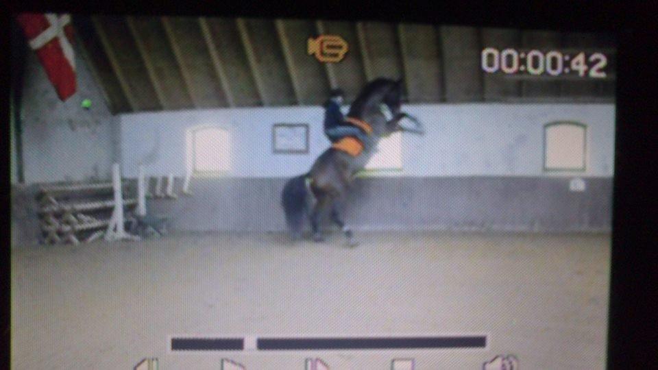 Dansk Varmblod Capitano Af Granlygård RIP<3 - Kunster kan vi også ;) billede 1