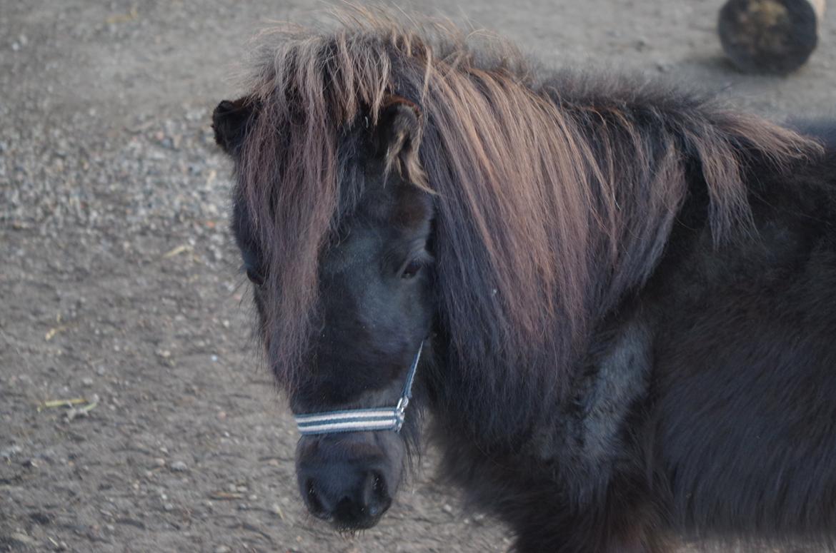 Dansk Miniature Baby(Pony) billede 4
