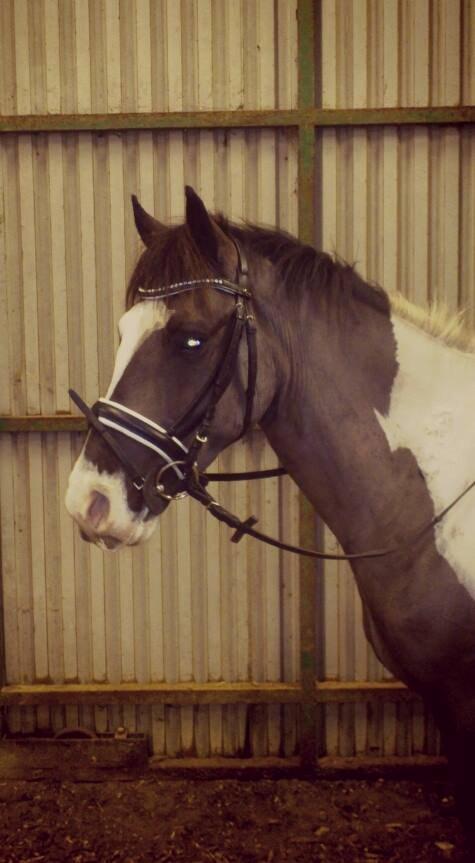 Anden særlig race Onyx - Onyx er blevet klippet ;)  billede 20