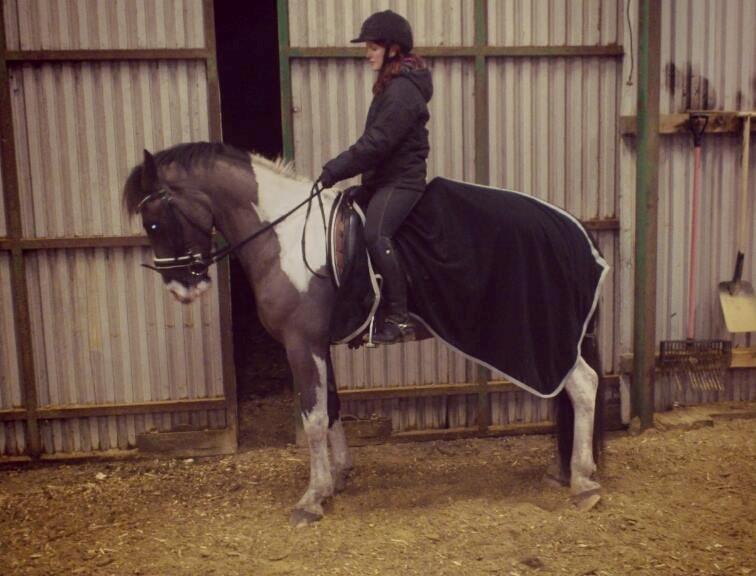 Anden særlig race Onyx billede 2