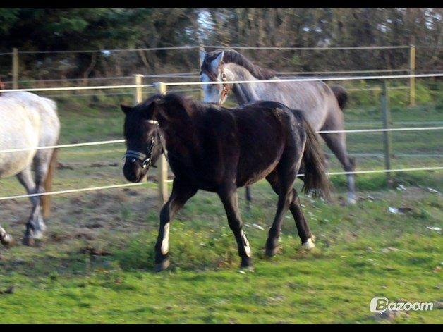 Anden særlig race Viknir (tidl. Hest) billede 1