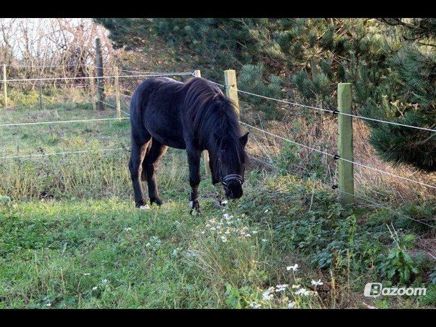 Anden særlig race Viknir (tidl. Hest) billede 5