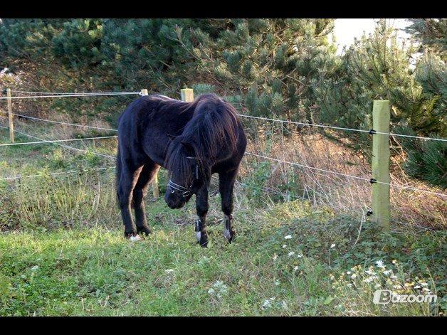 Anden særlig race Viknir (tidl. Hest) billede 6