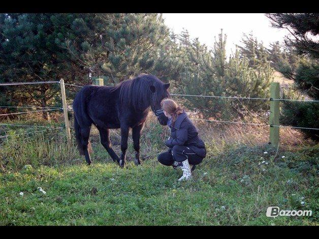 Anden særlig race Viknir (tidl. Hest) billede 8