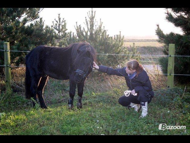 Anden særlig race Viknir (tidl. Hest) billede 9