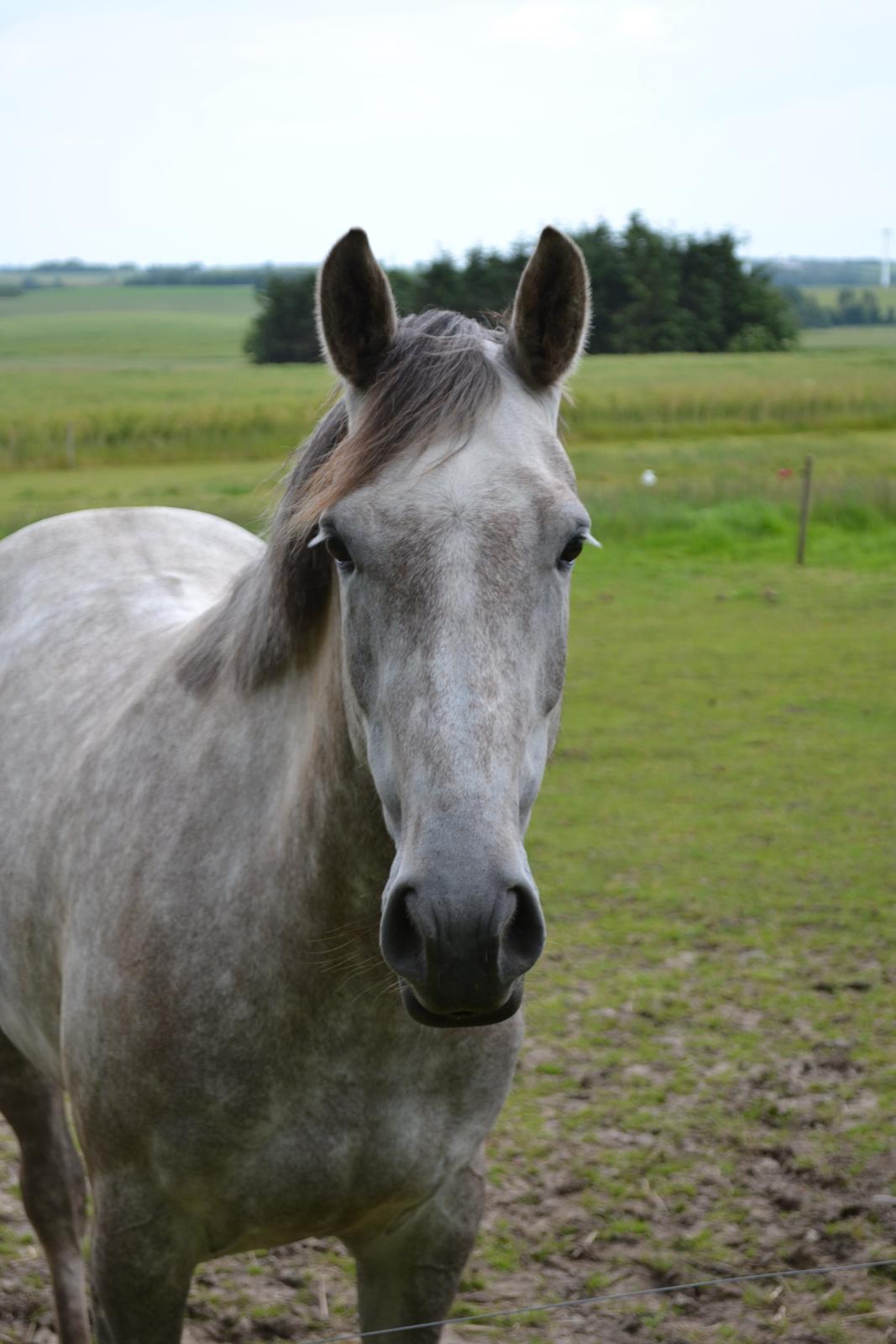 Knabstrupper Opsunds Conett billede 3