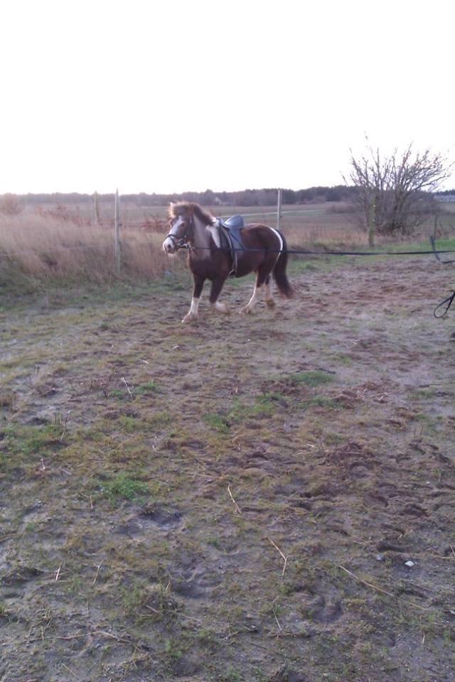 Anden særlig race strøgårdens mickey billede 7