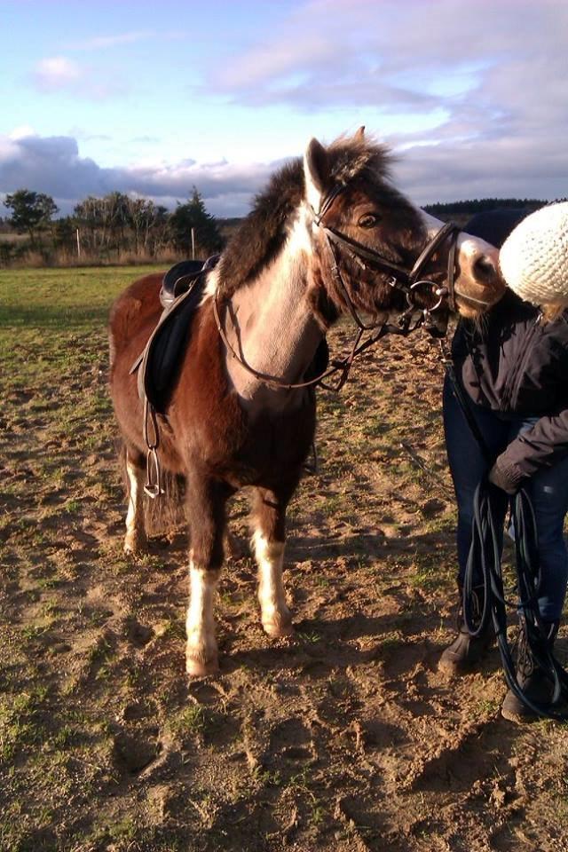 Anden særlig race strøgårdens mickey billede 8