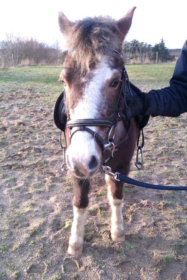 Anden særlig race strøgårdens mickey billede 9