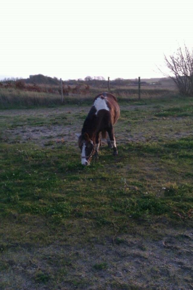 Anden særlig race strøgårdens mickey billede 11