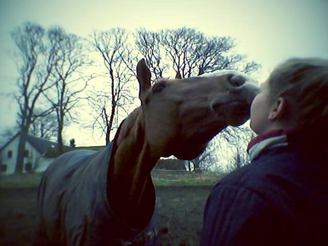 Trakehner Rosita (Bebs) - Under stjernerne på himlen vil jeg kigge op på det smukkeste, jeg har haft <3  billede 3