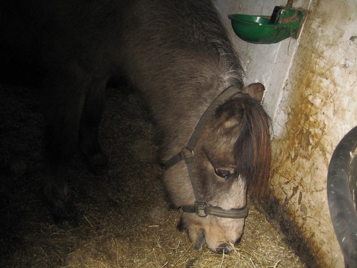 Islænder Blettur fra Tjenergården - Velkommen til Blettens profil <3, aftenhygge billede 2