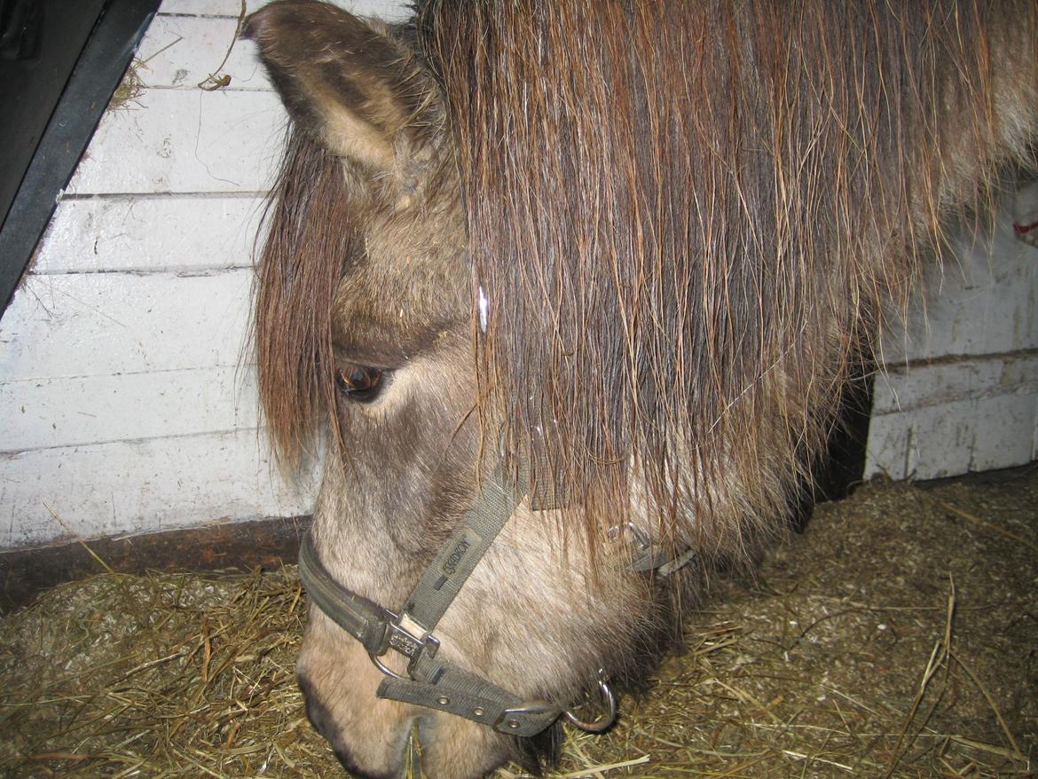 Islænder Blettur fra Tjenergården billede 8