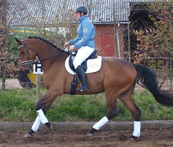 Dansk Varmblod Grevens Be Hot billede 5