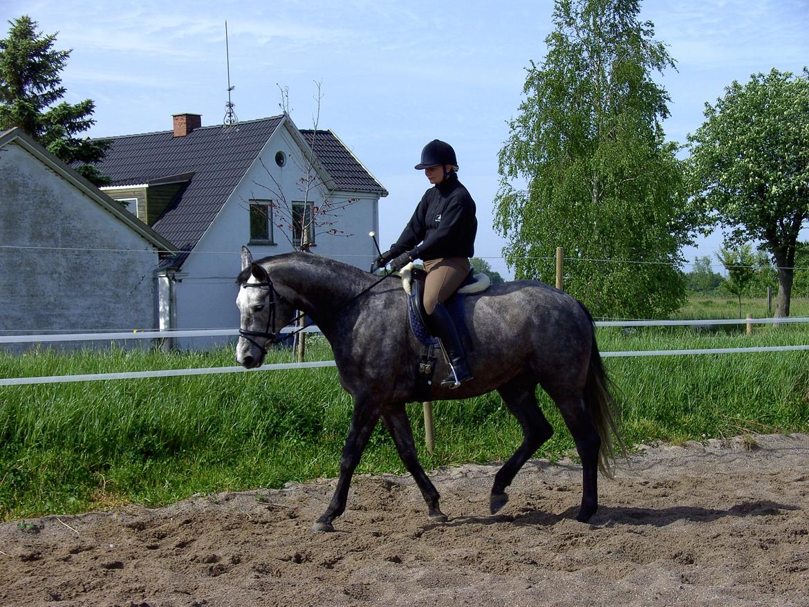 Dansk Varmblod | Kløvers Ronja - Ronja som 5 års, da hun blev redet til :) billede 37