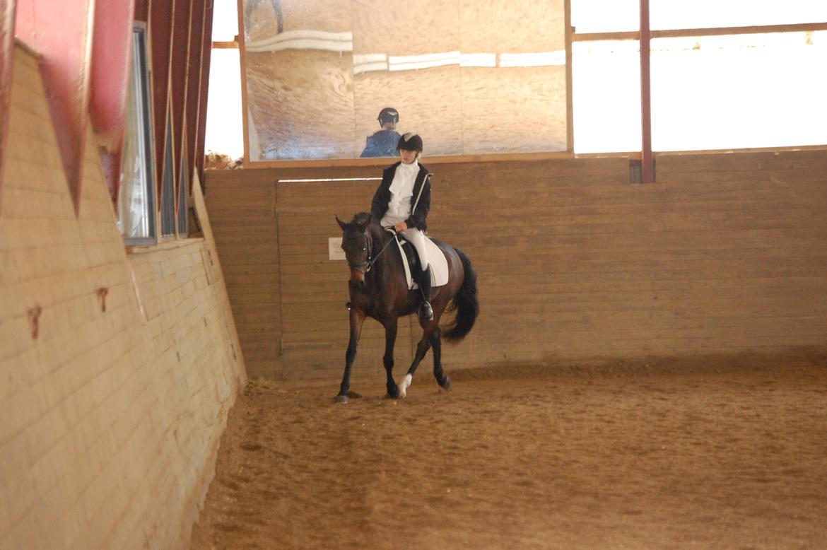 DSP Villagårdens Momo - Stævne i TNKR billede 8