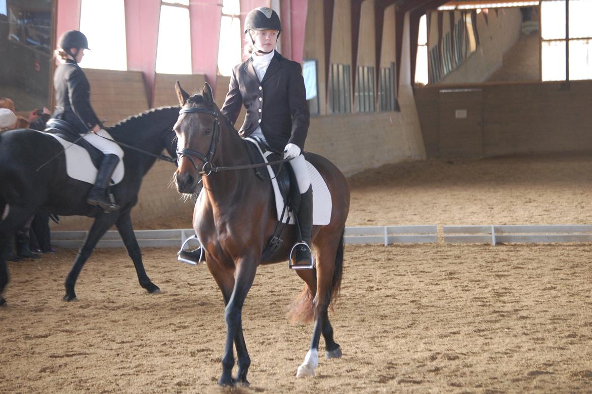 DSP Villagårdens Momo - Stævne i TNKR billede 10