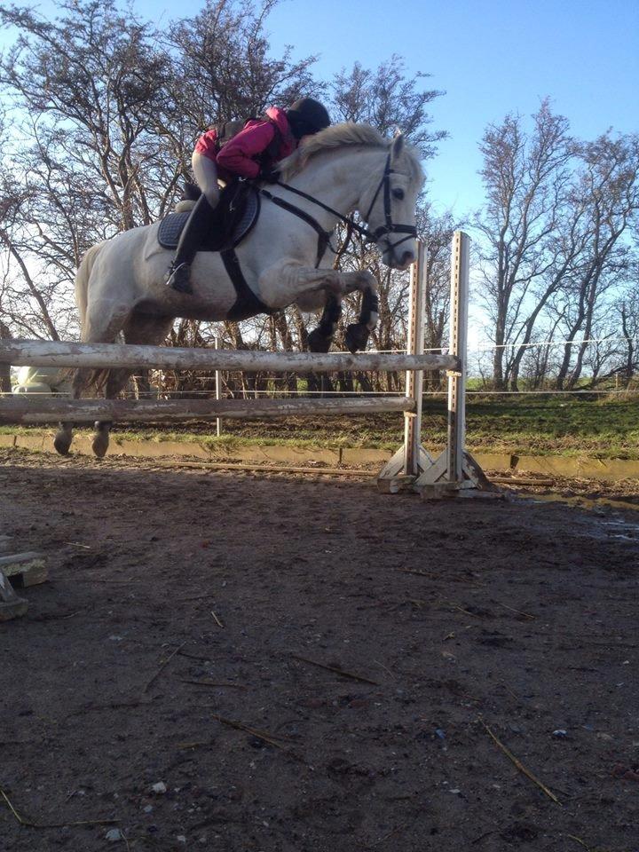 Welsh Pony (sec B) Bjerregårds bravour - den dejliste dreng over en oxer <3 billede 3