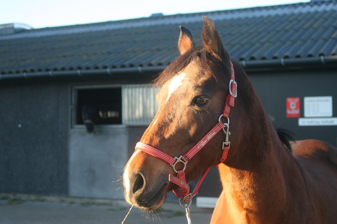 Anden særlig race Shakira (HVR) Rideskolepony billede 11