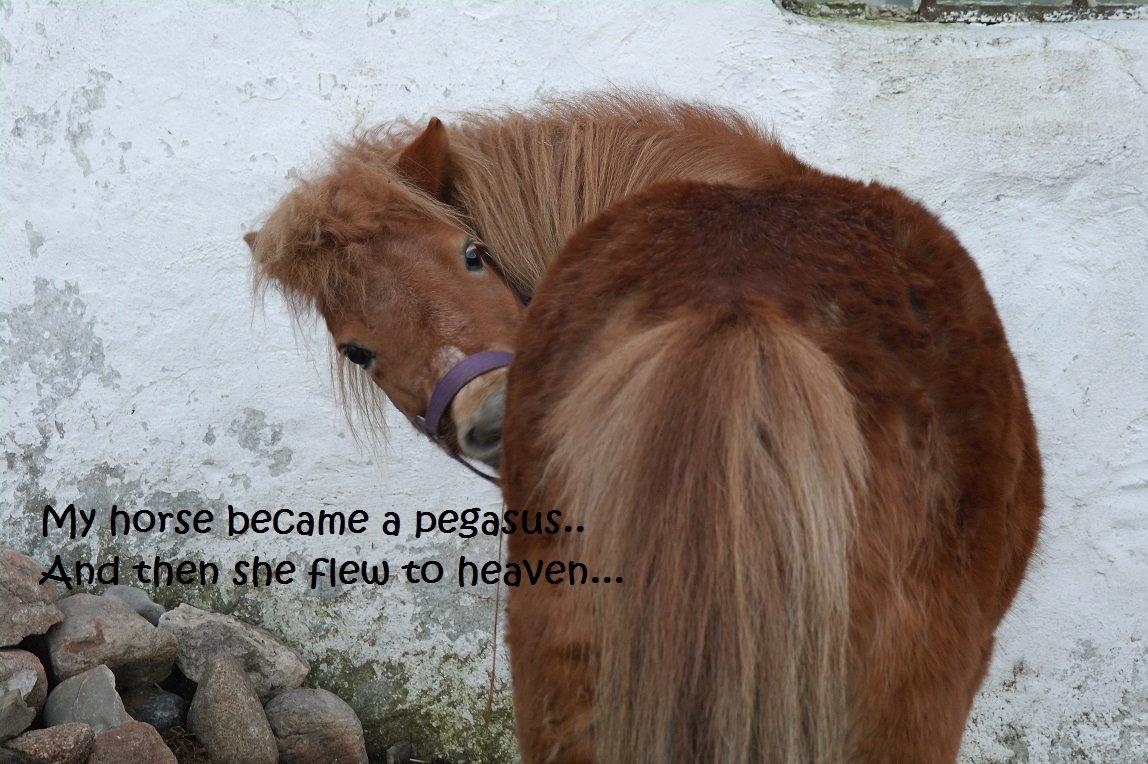 Shetlænder Karla |My Love|<3 - ?/?/2007 - 11/1/2014 <3
Jeg vil altid elske dig Karla'mussen..<3<3
- Citatet er fra mig selv billede 1