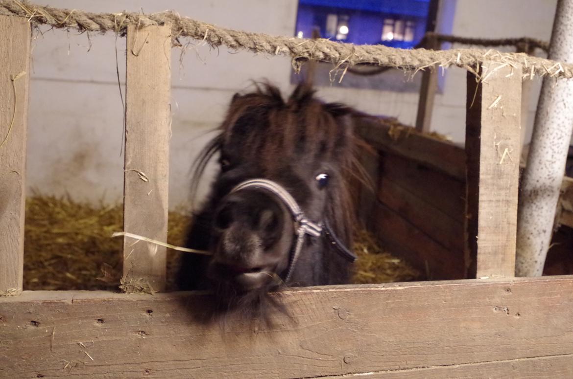 Dansk Miniature Baby(Pony) billede 5