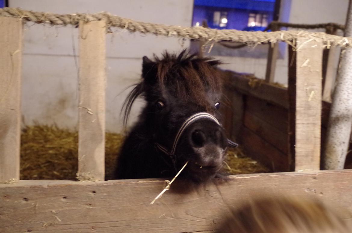 Dansk Miniature Baby(Pony) billede 6