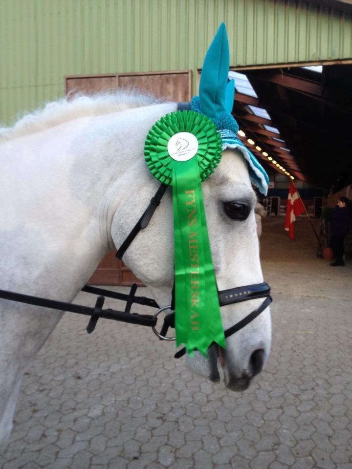 Anden særlig race Ellegårdens Bjarne a.k.a Casmir - Nr. 6 til Fynsmesterskab 2013 individuel billede 8