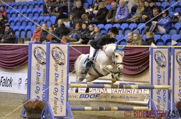 Anden særlig race Ellegårdens Bjarne a.k.a Casmir billede 6