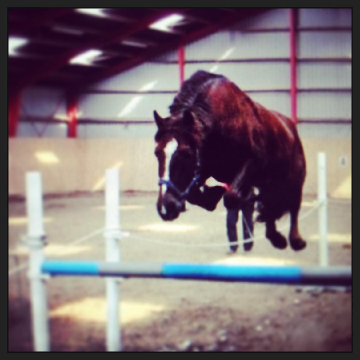 Anden særlig race Siegaard's Achilleus billede 5