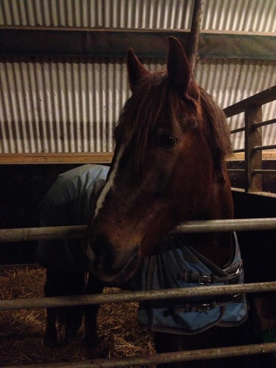 Anden særlig race Siegaard's Achilleus billede 6