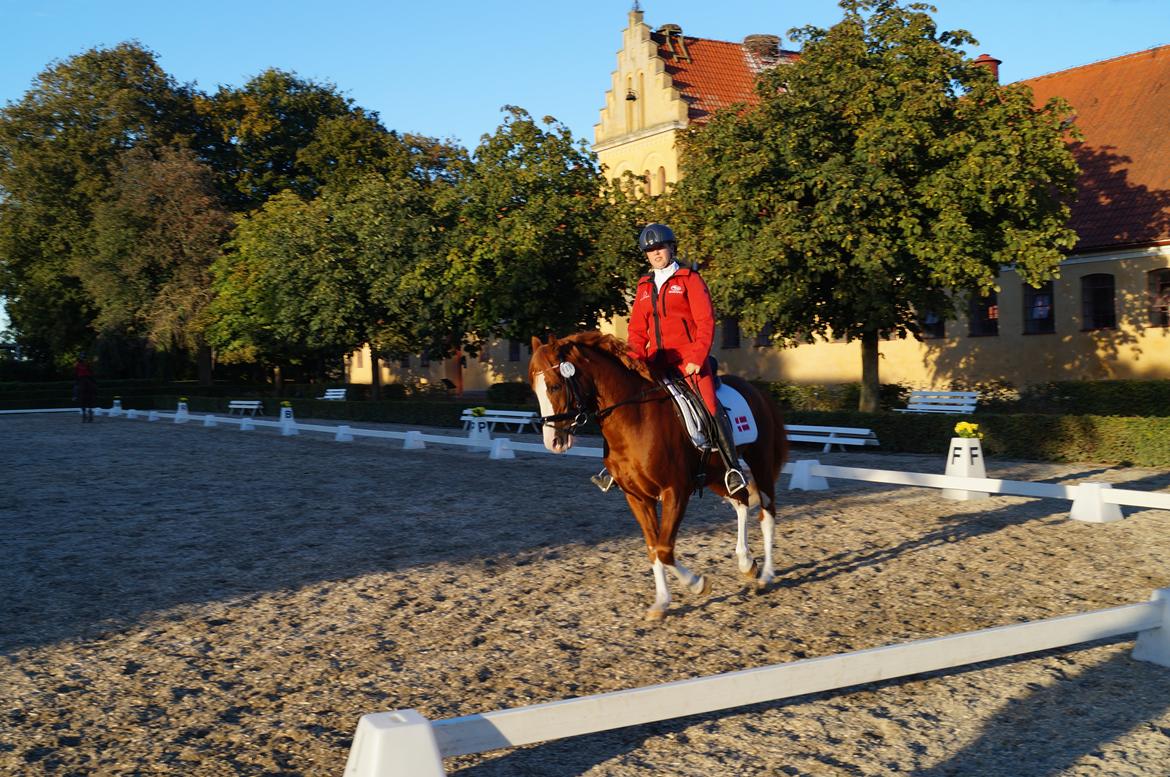 DSP Søborggårds Tippo*B-pony billede 18