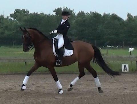 Dansk Varmblod Ponjaei - Opvisning juni 2013 billede 26