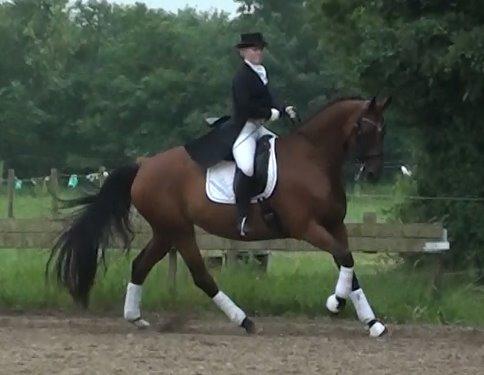 Dansk Varmblod Ponjaei - Opvisning juni 2013 billede 19