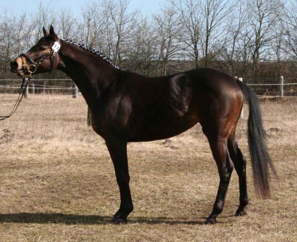 Palomino • Linnel's Angel - Foto: Helle Linnel billede 1