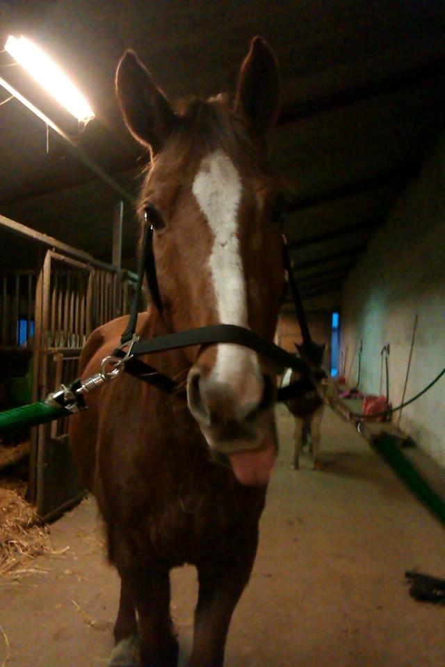 Anden særlig race Lions billede 12