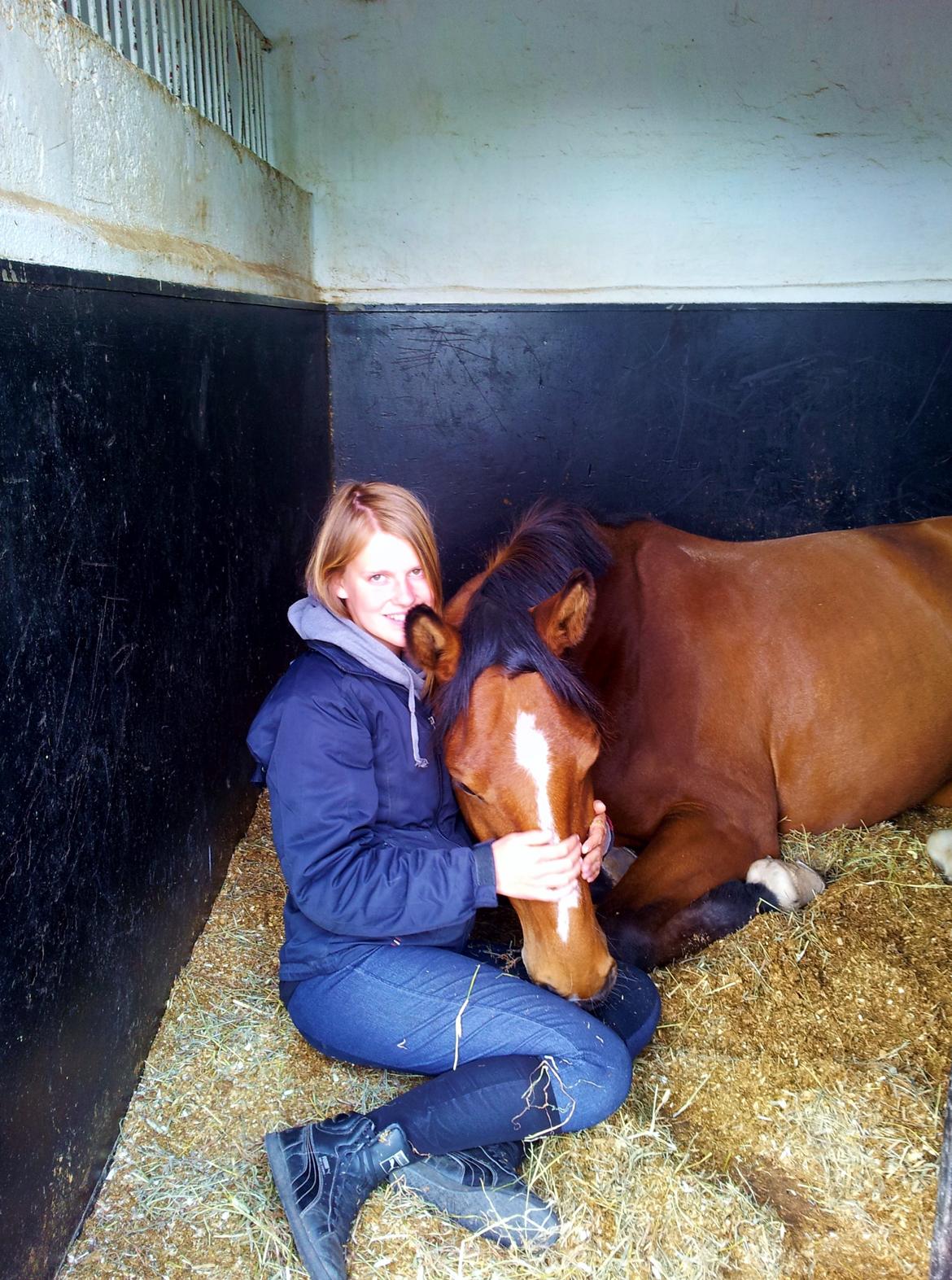 Dansk Varmblod Cherie HS billede 17