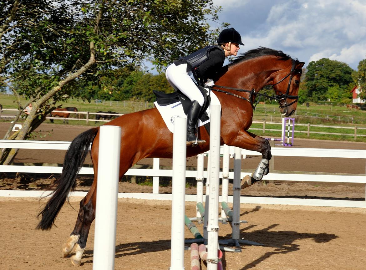 Dansk Varmblod Cherie HS billede 16