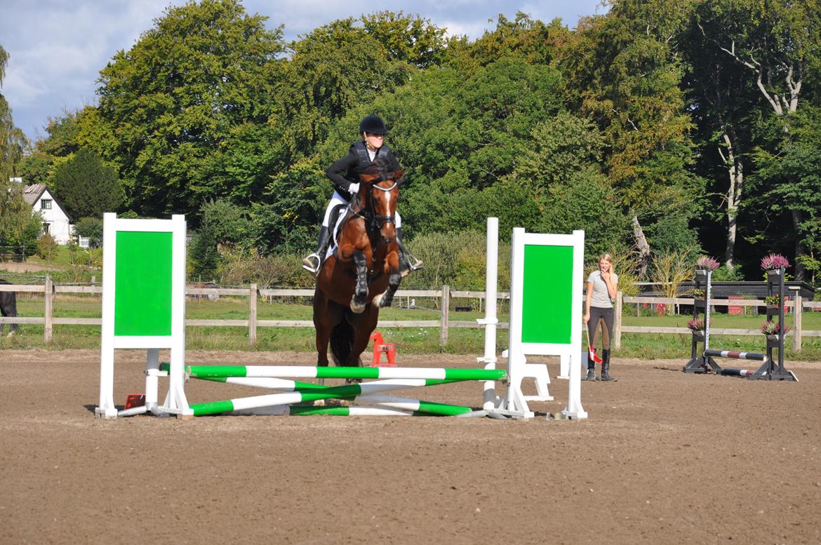 Dansk Varmblod Cherie HS billede 18