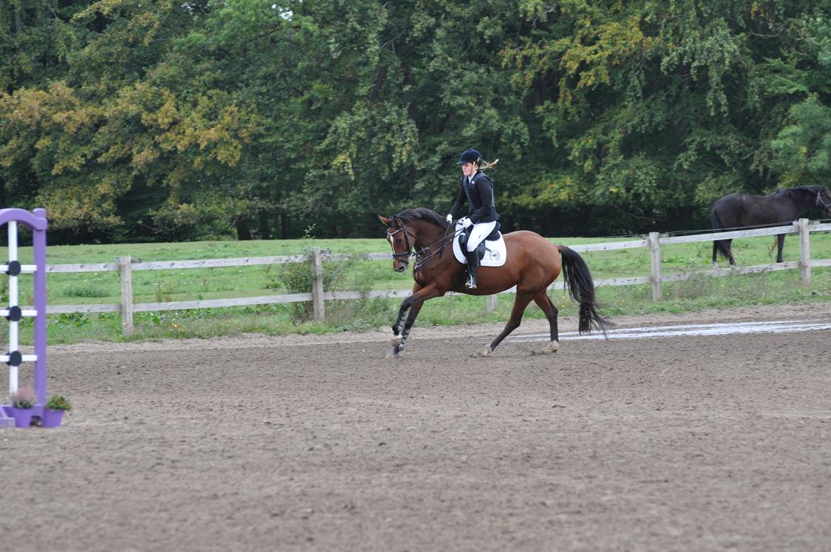 Dansk Varmblod Cherie HS billede 19