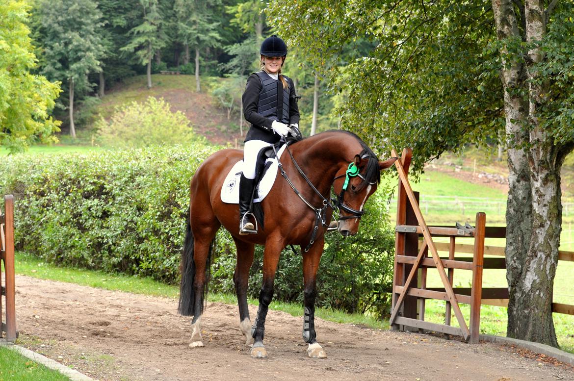 Dansk Varmblod Cherie HS billede 1